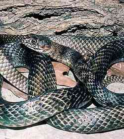 Coachwhip snake